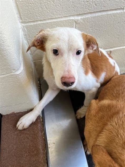 Henderson county animal shelter - Search for pets for adoption at shelters near Henderson County, NC. Find and adopt a pet on Petfinder today.
